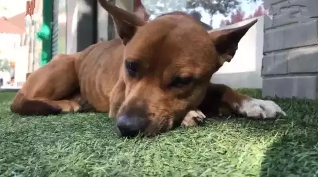 田園犬悲傷絕食而暴瘦,主人為它續命打葡萄糖,可仍無法拯救愛犬