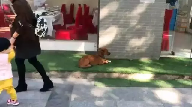 田園犬悲傷絕食而暴瘦,主人為它續命打葡萄糖,可仍無法拯救愛犬