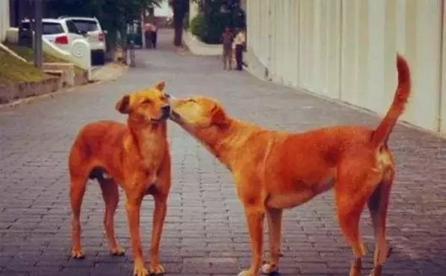 田園犬悲傷絕食而暴瘦,主人為它續命打葡萄糖,可仍無法拯救愛犬