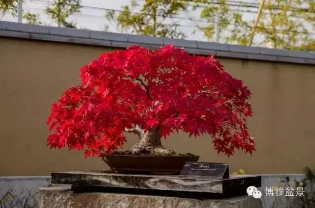 盆景得以珍藏流傳百年的秘密……換盆換土技巧幾分鐘學會