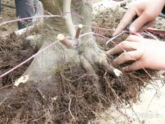 盆景得以珍藏流傳百年的秘密……換盆換土技巧幾分鐘學會