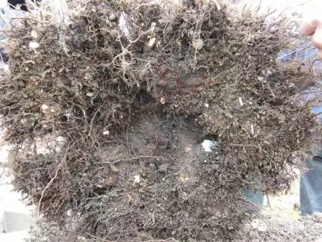 盆景得以珍藏流傳百年的秘密……換盆換土技巧幾分鐘學會