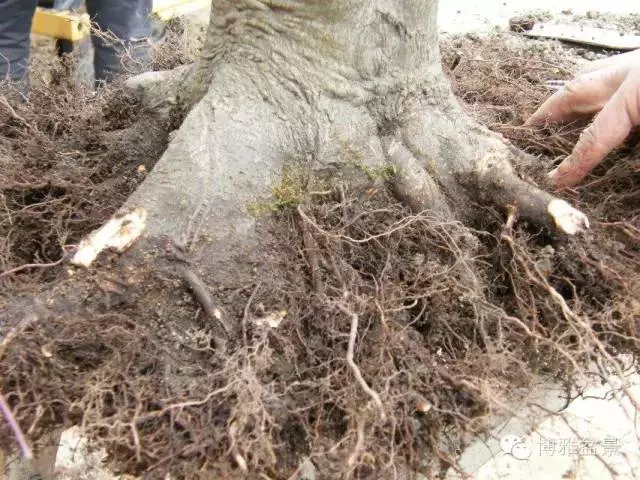 盆景得以珍藏流傳百年的秘密……換盆換土技巧幾分鐘學會