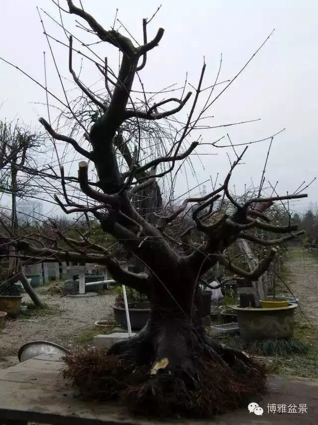 盆景得以珍藏流傳百年的秘密……換盆換土技巧幾分鐘學會