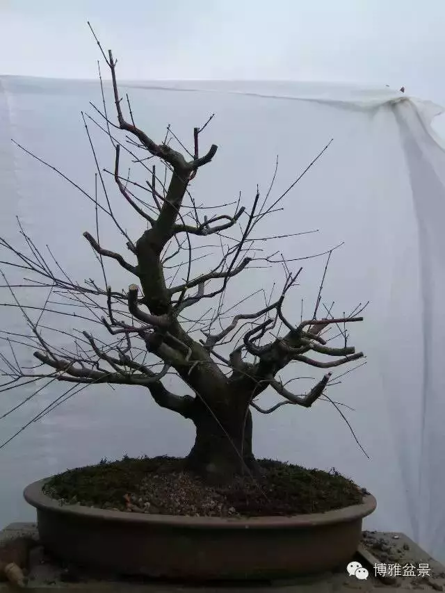 盆景得以珍藏流傳百年的秘密……換盆換土技巧幾分鐘學會