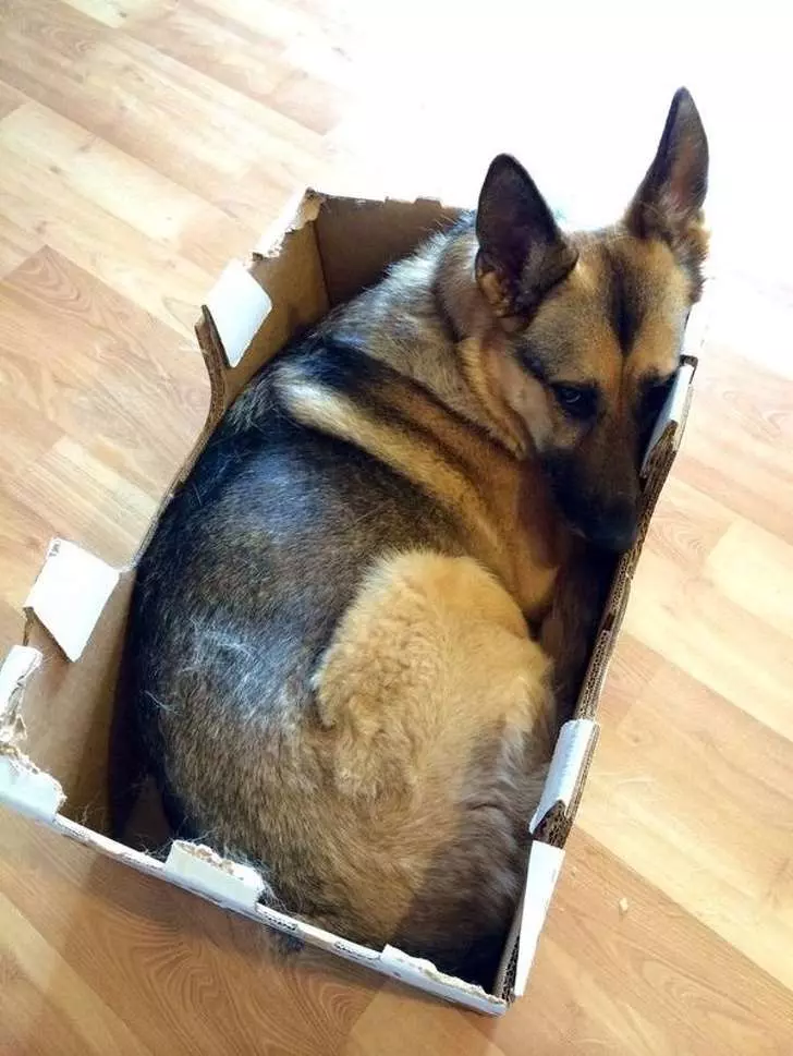20個證明「普通人不適合養德國牧羊犬」的原因!