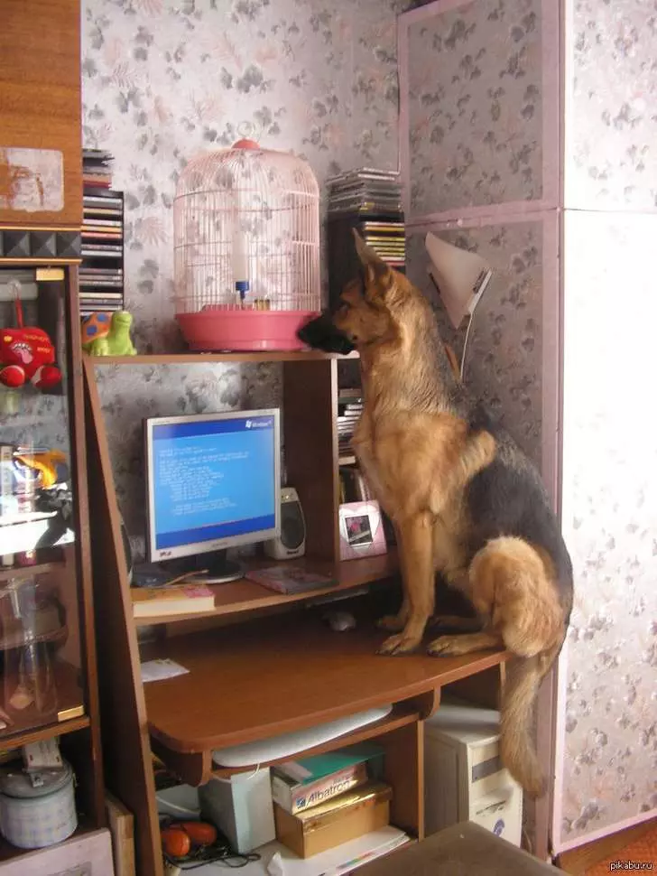 20個證明「普通人不適合養德國牧羊犬」的原因!
