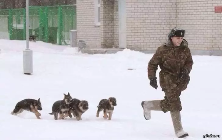 20個證明「普通人不適合養德國牧羊犬」的原因!