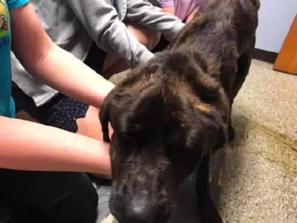 主人將獒犬餓了一個月,瘦骨如柴的樣子,太讓人心酸了