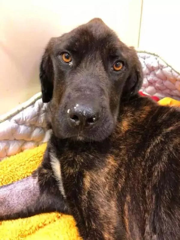 主人將獒犬餓了一個月,瘦骨如柴的樣子,太讓人心酸了