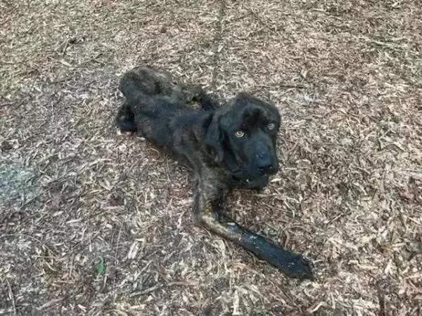 主人將獒犬餓了一個月,瘦骨如柴的樣子,太讓人心酸了