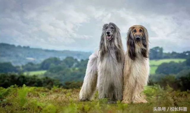 為什麼不能飼養阿富汗犬?再喜歡都不可以,可算明白了