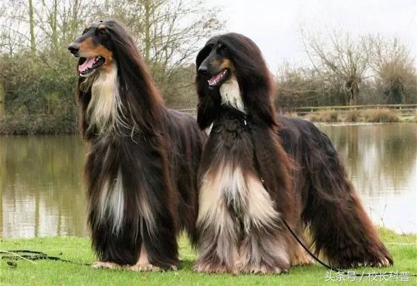為什麼不能飼養阿富汗犬?再喜歡都不可以,可算明白了
