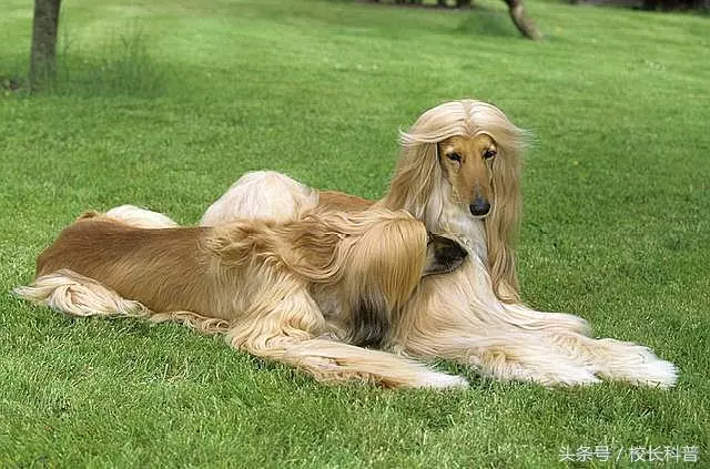 為什麼不能飼養阿富汗犬?再喜歡都不可以,可算明白了