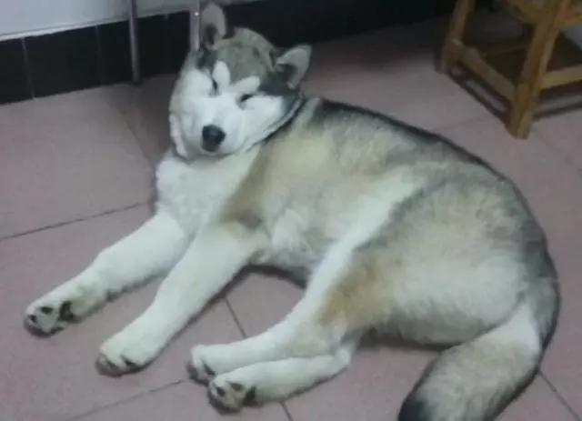 狗狗5個睡姿居然能暴露性格,快來看看吧