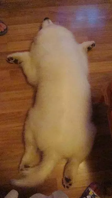 狗狗5個睡姿居然能暴露性格,快來看看吧