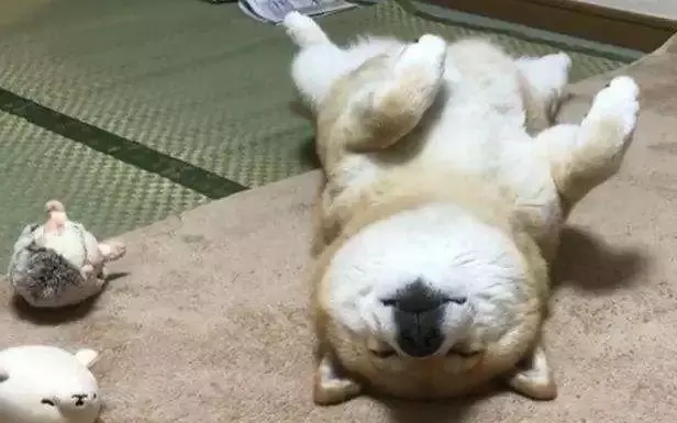 狗狗5個睡姿居然能暴露性格,快來看看吧