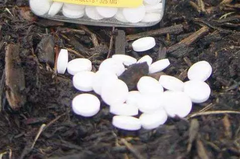 這2種「藥片」,碾碎與水兌1兌,比生根粉更厲害,養啥「旺」啥!