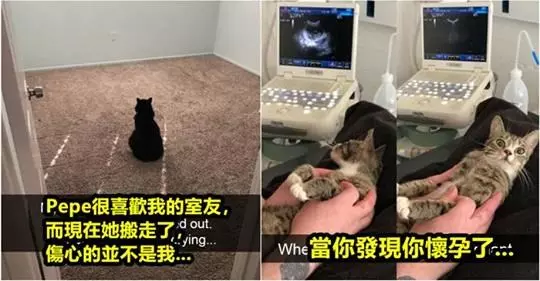 20張證明「貓咪可愛+搞笑滿分」的超Q照片,#6好想要抱緊處理!!!
