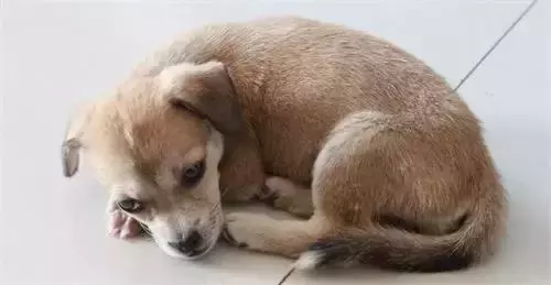 對寄生蟲說再見!寵物驅蟲最全攻略