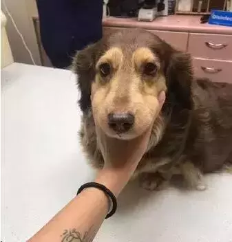 這些常見的東西竟給狗狗帶來這麼大傷害