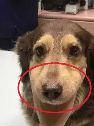 這些常見的東西竟給狗狗帶來這麼大傷害