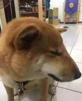 這些常見的東西竟給狗狗帶來這麼大傷害