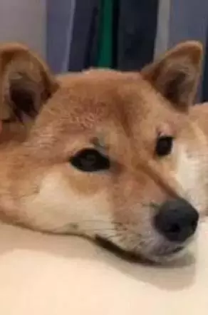這些常見的東西竟給狗狗帶來這麼大傷害