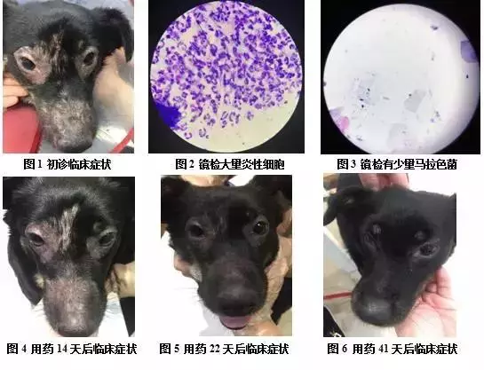 這些常見的東西竟給狗狗帶來這麼大傷害