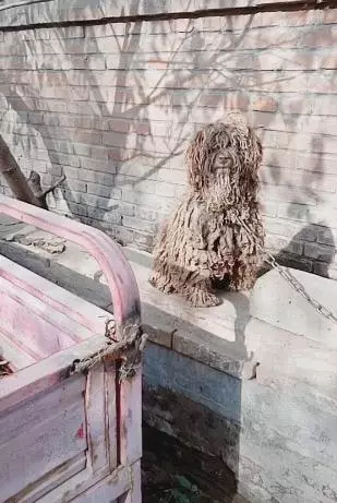 泰迪被長期綁著,無人打理,髒得像褶皺拖把一樣