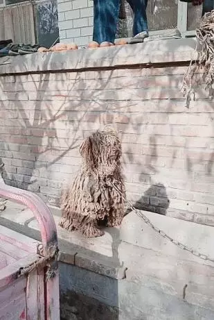 泰迪被長期綁著,無人打理,髒得像褶皺拖把一樣