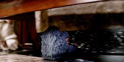 《神奇動物2》上映在即,這7種真實存在的神奇動物先了解一下