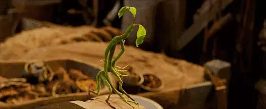 《神奇動物2》上映在即,這7種真實存在的神奇動物先了解一下