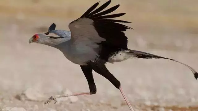 《神奇動物2》上映在即,這7種真實存在的神奇動物先了解一下