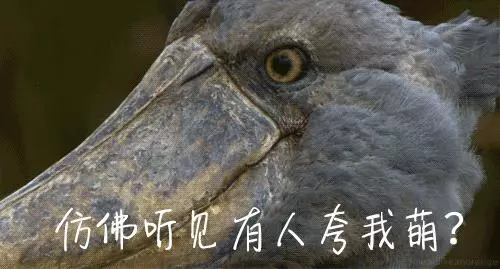 《神奇動物2》上映在即,這7種真實存在的神奇動物先了解一下