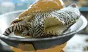 《神奇動物2》上映在即,這7種真實存在的神奇動物先了解一下