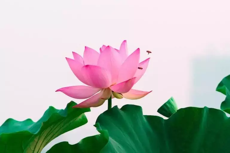 7天內喜鵲喳喳叫,接大財迎大喜,得貴人相助,前途光明的5大生肖!