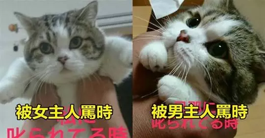 日本網友分享「對比超大的寵物照片」各種反差萌,連寵物照都可能是「照騙」啦XDDD