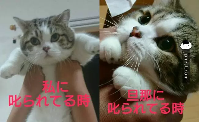 日本網友分享「對比超大的寵物照片」各種反差萌,連寵物照都可能是「照騙」啦XDDD