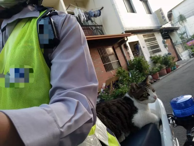後座「被自來貓霸佔」好崩潰...警察叔叔也沒轍:怎麼辦~牠還打哈欠!