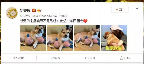 大爺帶中華田園犬辦證被拒,陳喬恩發文:感受的是靈魂而不是品種