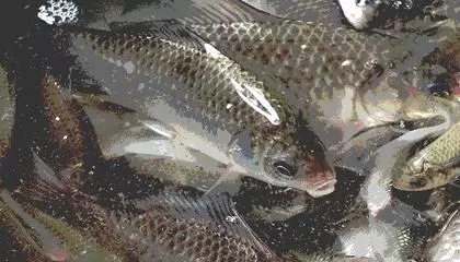 燉魚湯總有一股土腥味?只需這一招,腥味輕鬆去除!