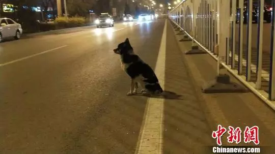 小狗路邊蹲80天疑等待車禍身亡女主人 已被領養