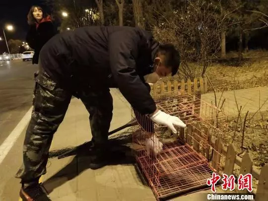 小狗路邊蹲80天疑等待車禍身亡女主人 已被領養