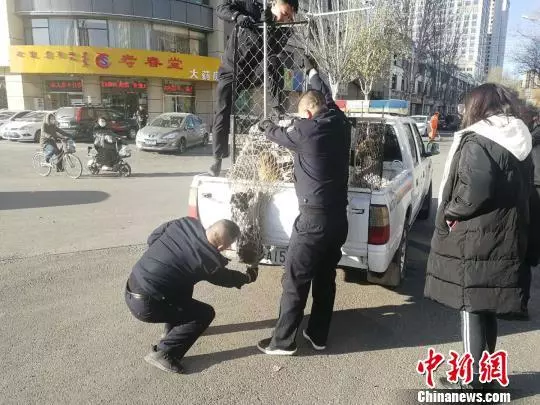 小狗路邊蹲80天疑等待車禍身亡女主人 已被領養