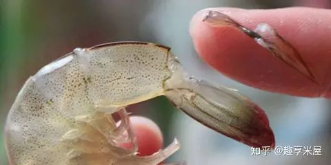 蝦背里的黑線很臟嗎?吃下去會不會有問題?吃蝦這麽多年終於明白了