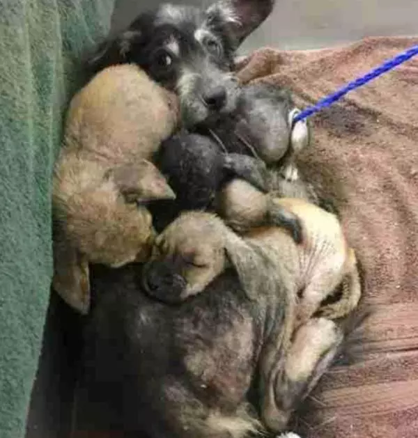 流浪狗媽媽患重病,捨命照顧5隻狗崽兒,幸被好心人發現救走