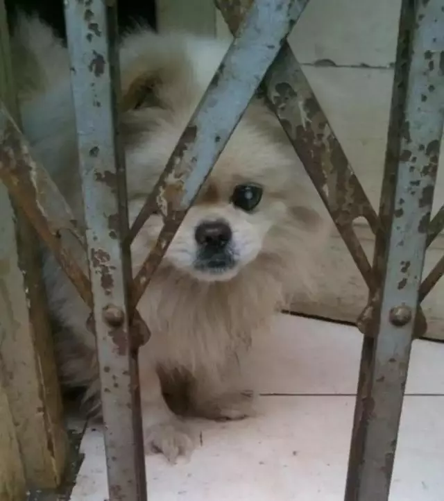 就因為這個,很多狗狗慘遭丟棄……
