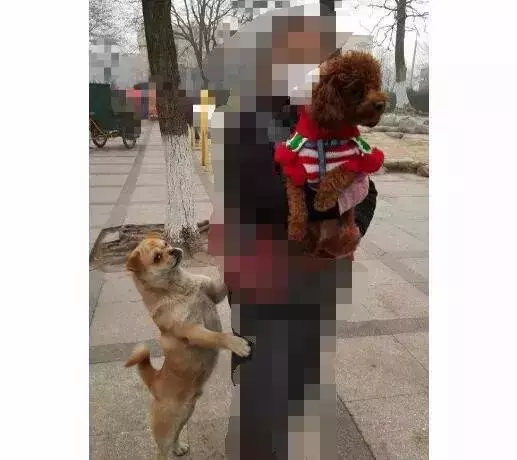 就因為這個,很多狗狗慘遭丟棄……