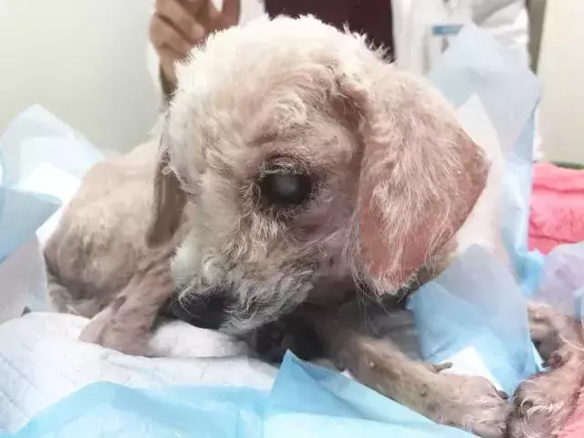 就因為這個,很多狗狗慘遭丟棄……